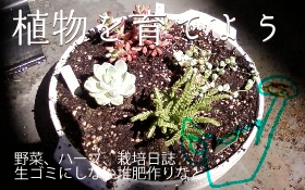 植物を育てよう